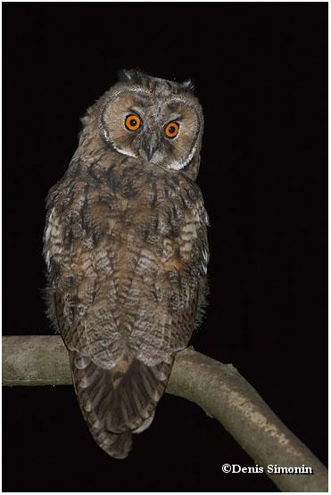 Jeune hibou moyen duc
